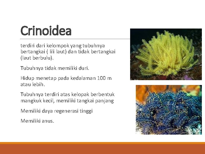 Crinoidea terdiri dari kelompok yang tubuhnya bertangkai ( lili laut) dan tidak bertangkai (laut