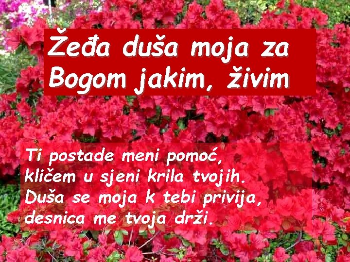 Žeđa duša moja za Bogom jakim, živim Ti postade meni pomoć, kličem u sjeni