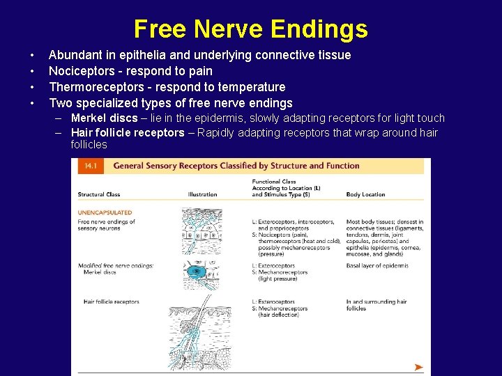 Free Nerve Endings • • Abundant in epithelia and underlying connective tissue Nociceptors -