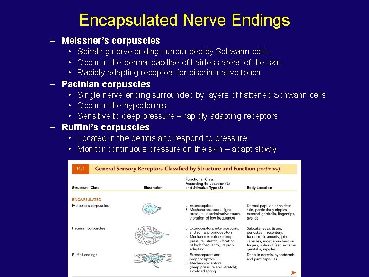 Encapsulated Nerve Endings – Meissner’s corpuscles • Spiraling nerve ending surrounded by Schwann cells