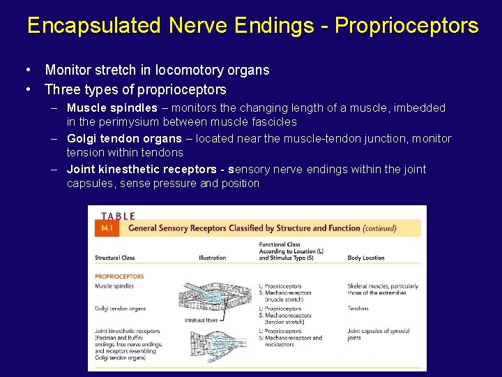 Encapsulated Nerve Endings - Proprioceptors • Monitor stretch in locomotory organs • Three types