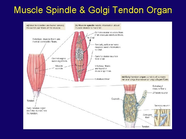 Muscle Spindle & Golgi Tendon Organ 
