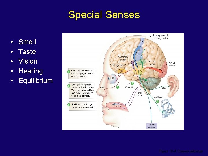 Special Senses • • • Smell Taste Vision Hearing Equilibrium Figure 10 -4: Sensory