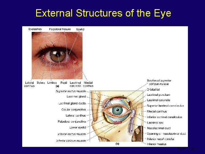 External Structures of the Eye Figure 17. 3 a, b 