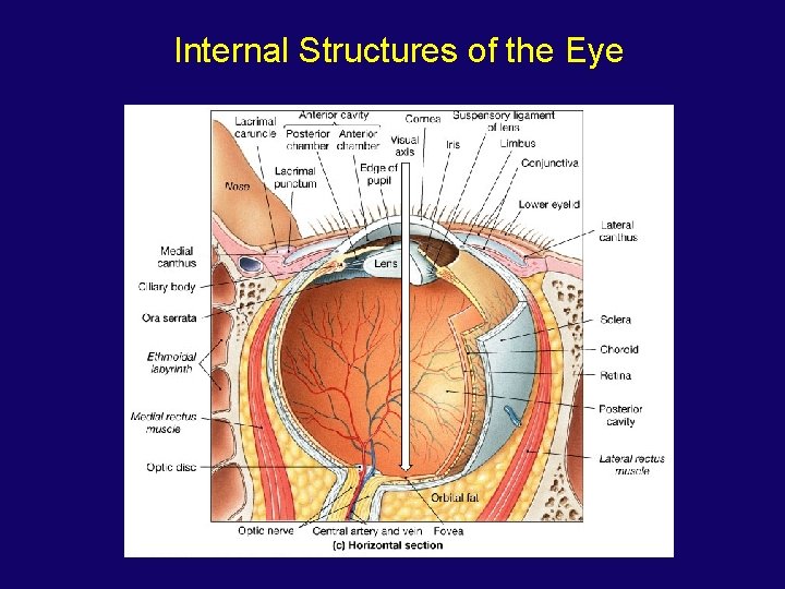 Internal Structures of the Eye 