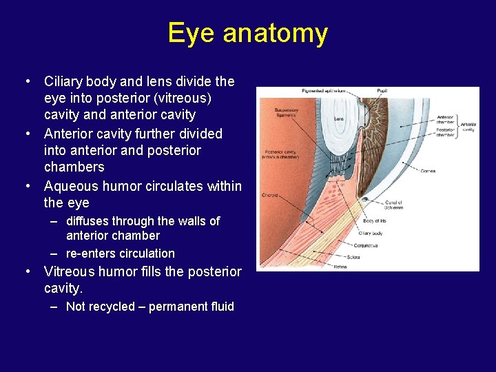 Eye anatomy • Ciliary body and lens divide the eye into posterior (vitreous) cavity