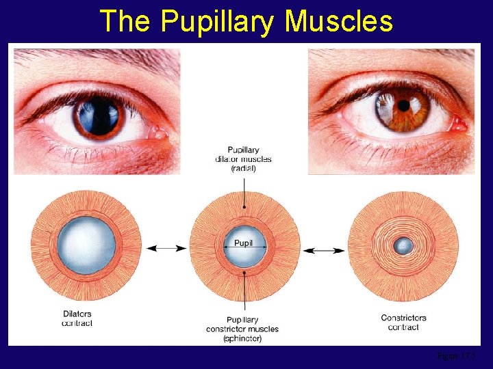 The Pupillary Muscles Figure 17. 5 