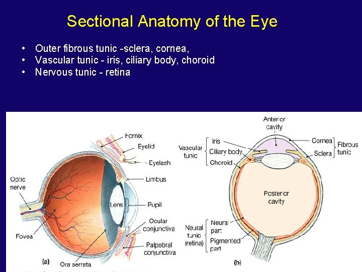 Sectional Anatomy of the Eye • Outer fibrous tunic -sclera, cornea, • Vascular tunic