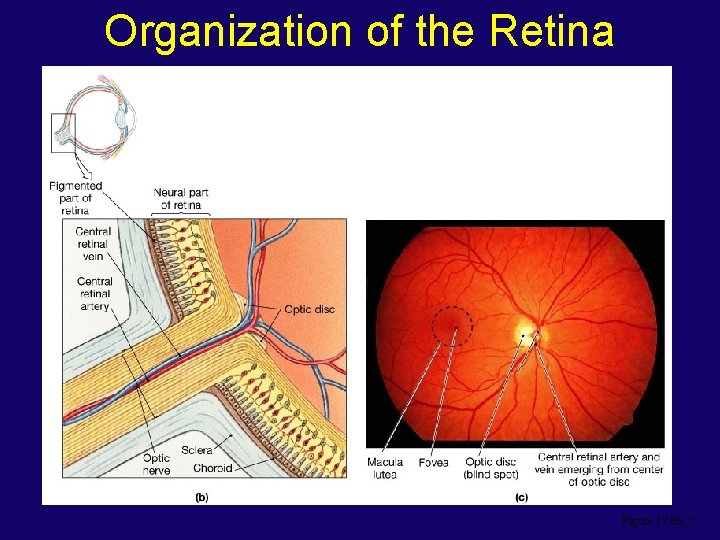 Organization of the Retina Figure 17. 6 b, c 