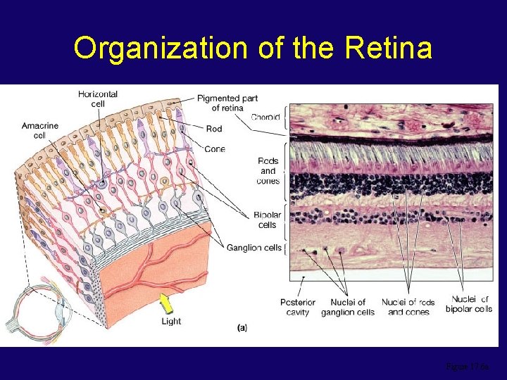 Organization of the Retina Figure 17. 6 a 