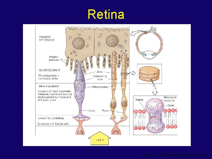 Retina Figure 10 -38: Photoreceptors: rods and cones 