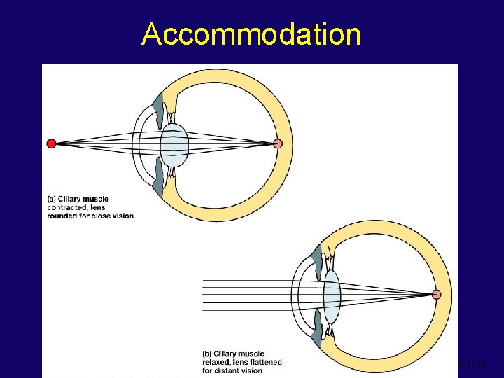 Accommodation Figure 17. 10 