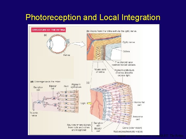 Photoreception and Local Integration Figure 10 -35: ANATOMY SUMMARY: The Retina 