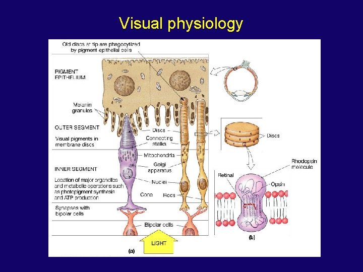 Visual physiology 