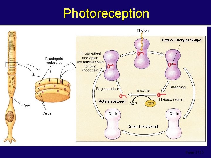 Photoreception Retinal Changes Shape Retinal restored Opsin inactivated Figure 17. 15 