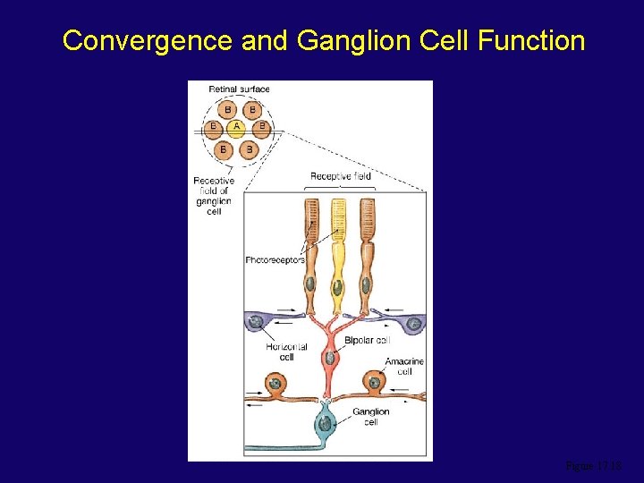 Convergence and Ganglion Cell Function Figure 17. 18 