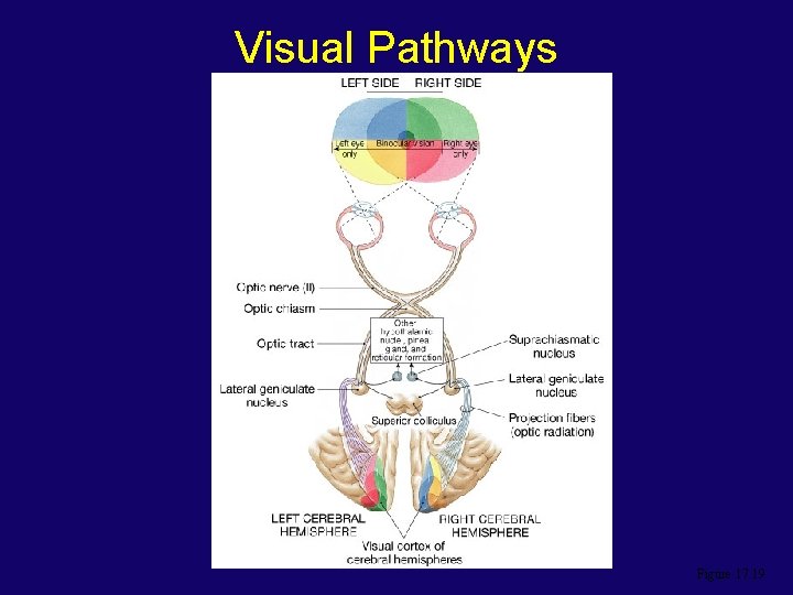 Visual Pathways Figure 17. 19 