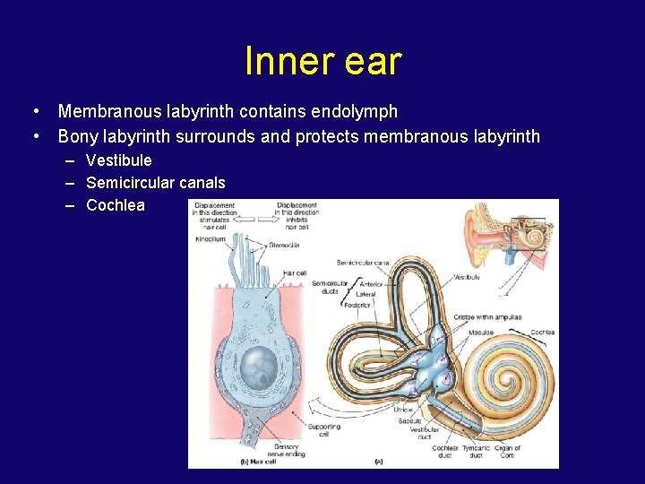 Inner ear • Membranous labyrinth contains endolymph • Bony labyrinth surrounds and protects membranous