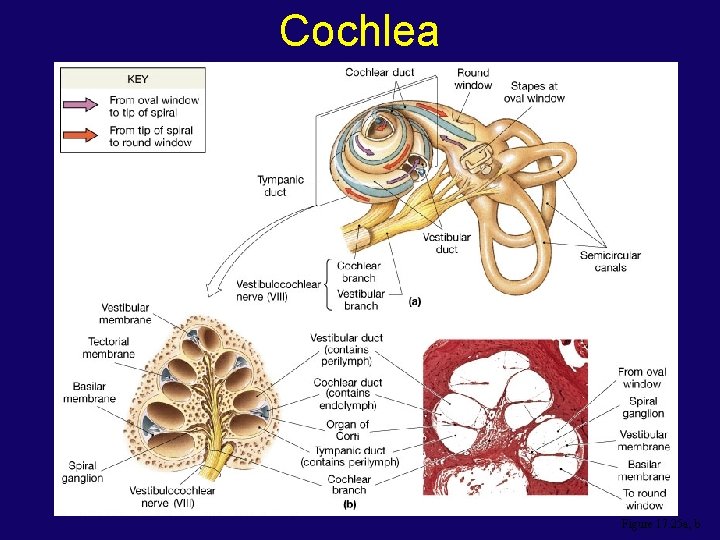 Cochlea Figure 17. 25 a, b 