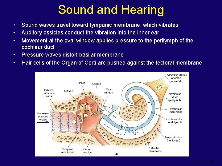 Sound and Hearing • • • Sound waves travel toward tympanic membrane, which vibrates