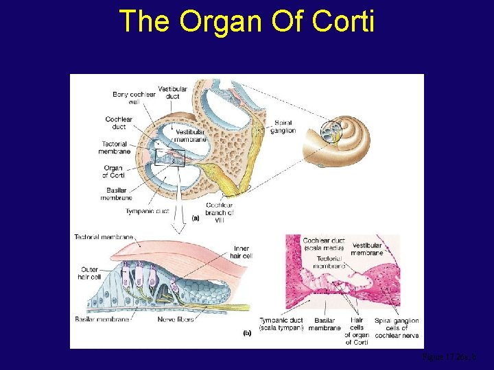 The Organ Of Corti Figure 17. 26 a, b 