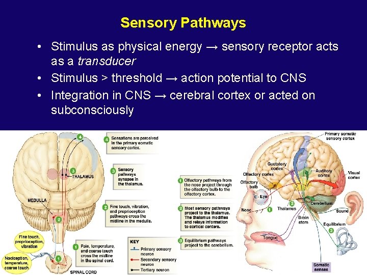 Sensory Pathways • Stimulus as physical energy → sensory receptor acts as a transducer