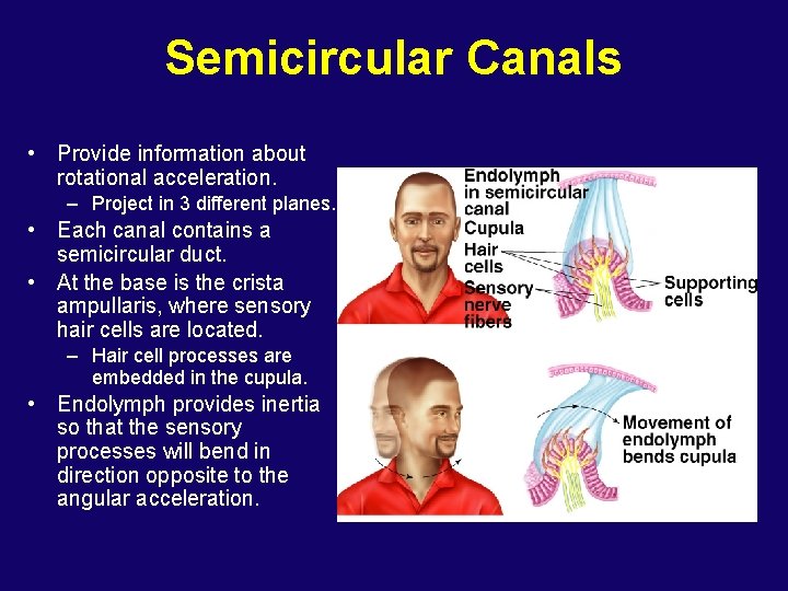 Semicircular Canals • Provide information about rotational acceleration. – Project in 3 different planes.