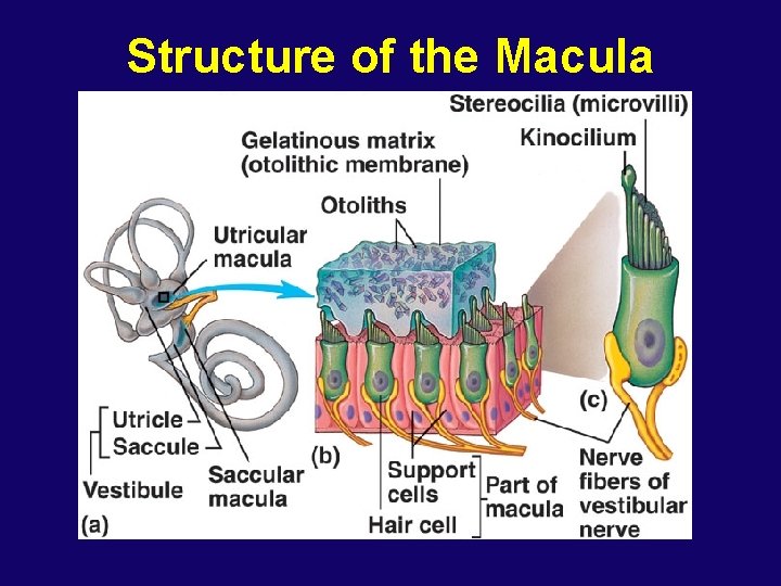 Structure of the Macula 