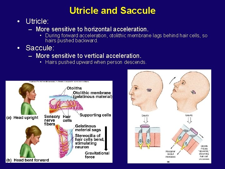 Utricle and Saccule • Utricle: – More sensitive to horizontal acceleration. • During forward