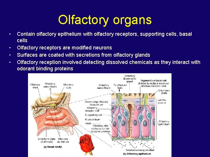 Olfactory organs • • Contain olfactory epithelium with olfactory receptors, supporting cells, basal cells