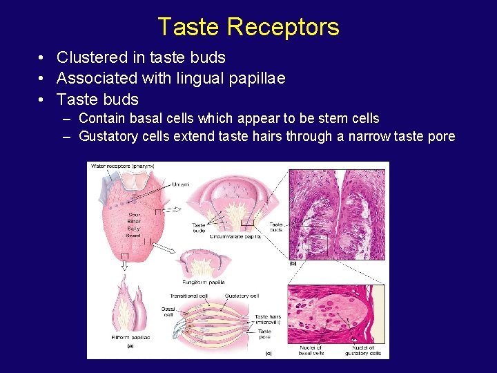 Taste Receptors • Clustered in taste buds • Associated with lingual papillae • Taste