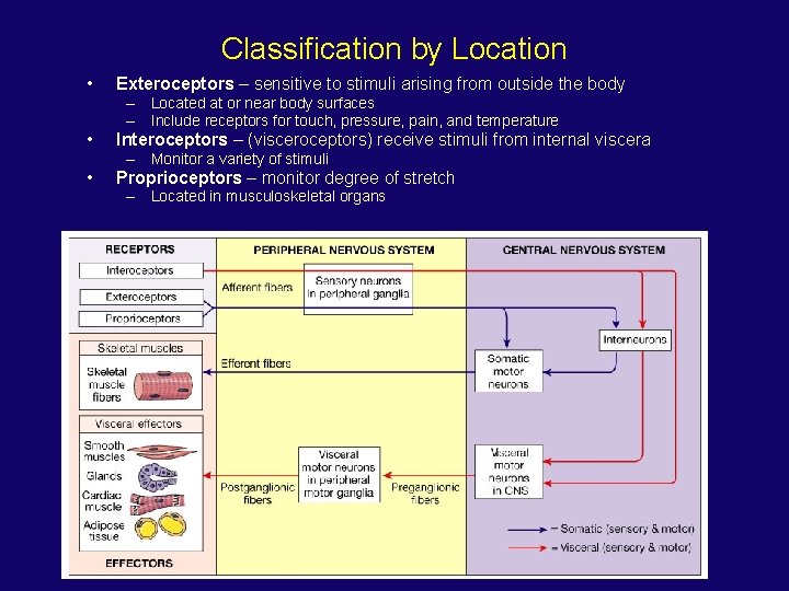 Classification by Location • Exteroceptors – sensitive to stimuli arising from outside the body