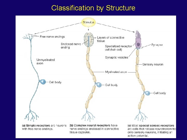 Classification by Structure 