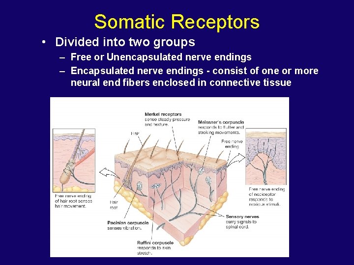Somatic Receptors • Divided into two groups – Free or Unencapsulated nerve endings –