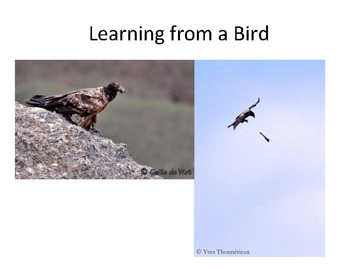 Learning from a Bird 