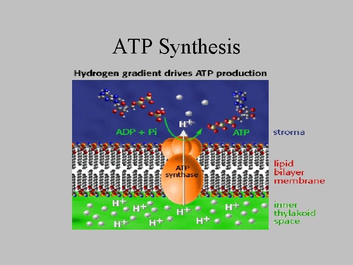 ATP Synthesis 