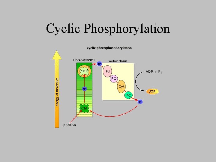 Cyclic Phosphorylation 