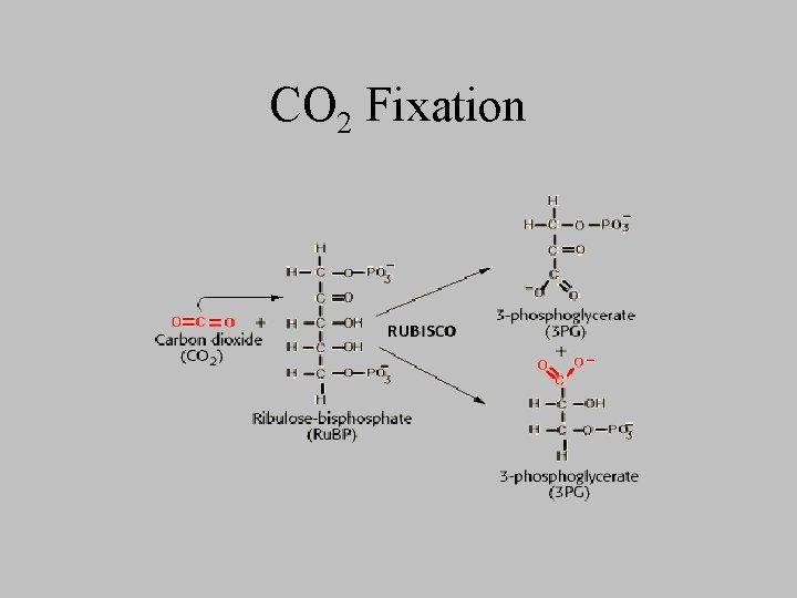 CO 2 Fixation 