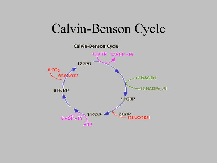 Calvin-Benson Cycle 