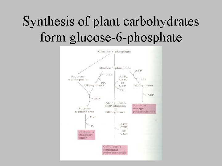 Synthesis of plant carbohydrates form glucose-6 -phosphate 