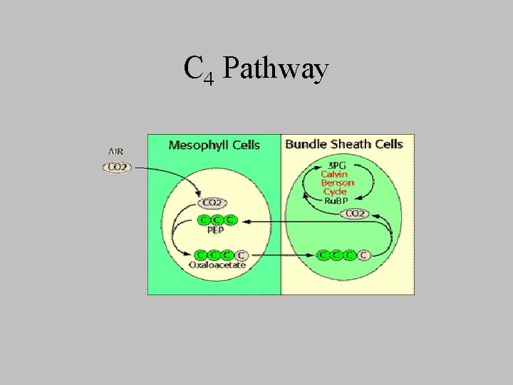 C 4 Pathway 