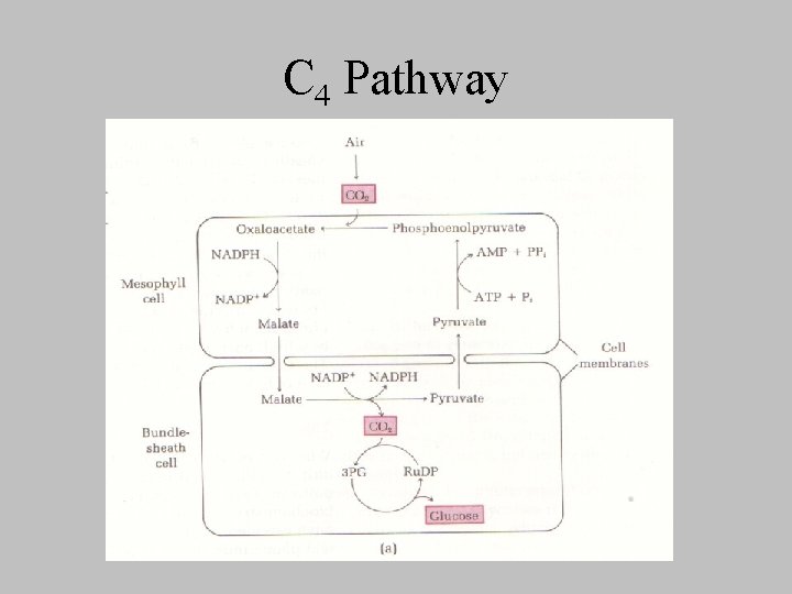 C 4 Pathway 