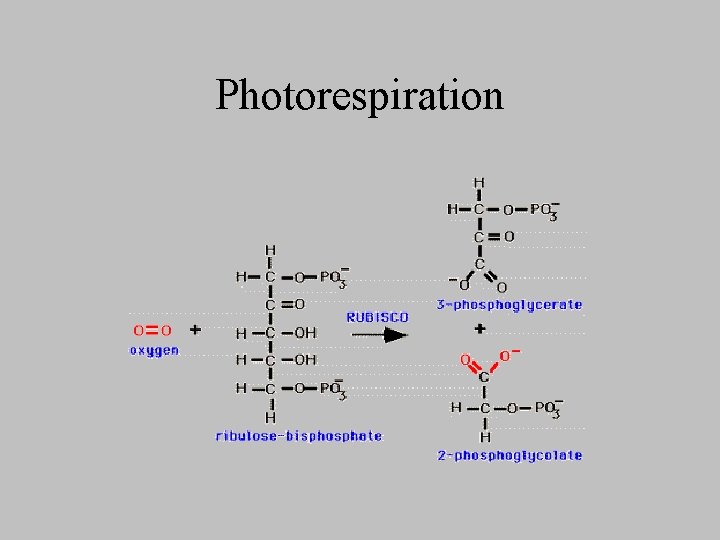 Photorespiration 