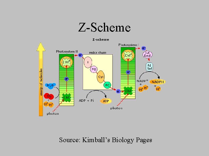 Z-Scheme Source: Kimball’s Biology Pages 