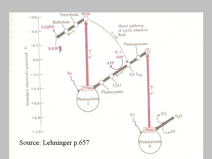 Source: Lehninger p. 657 