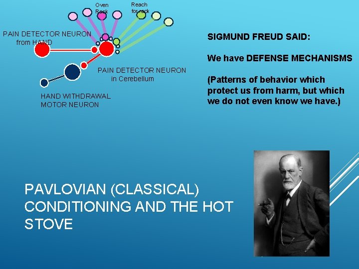 Oven Rack Reach for rack PAIN DETECTOR NEURON from HAND SIGMUND FREUD SAID: We