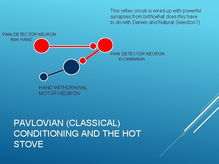 This reflex circuit is wired up with powerful synapses from birth(what does this have