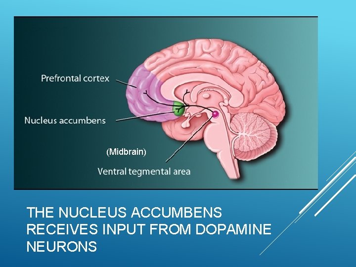 (Midbrain) THE NUCLEUS ACCUMBENS RECEIVES INPUT FROM DOPAMINE NEURONS 