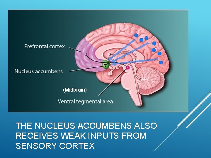 (Midbrain) THE NUCLEUS ACCUMBENS ALSO RECEIVES WEAK INPUTS FROM SENSORY CORTEX 