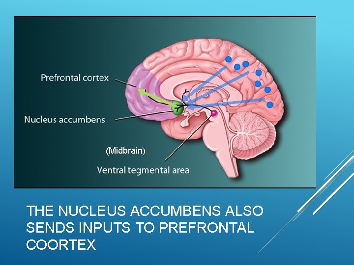 (Midbrain) THE NUCLEUS ACCUMBENS ALSO SENDS INPUTS TO PREFRONTAL COORTEX 